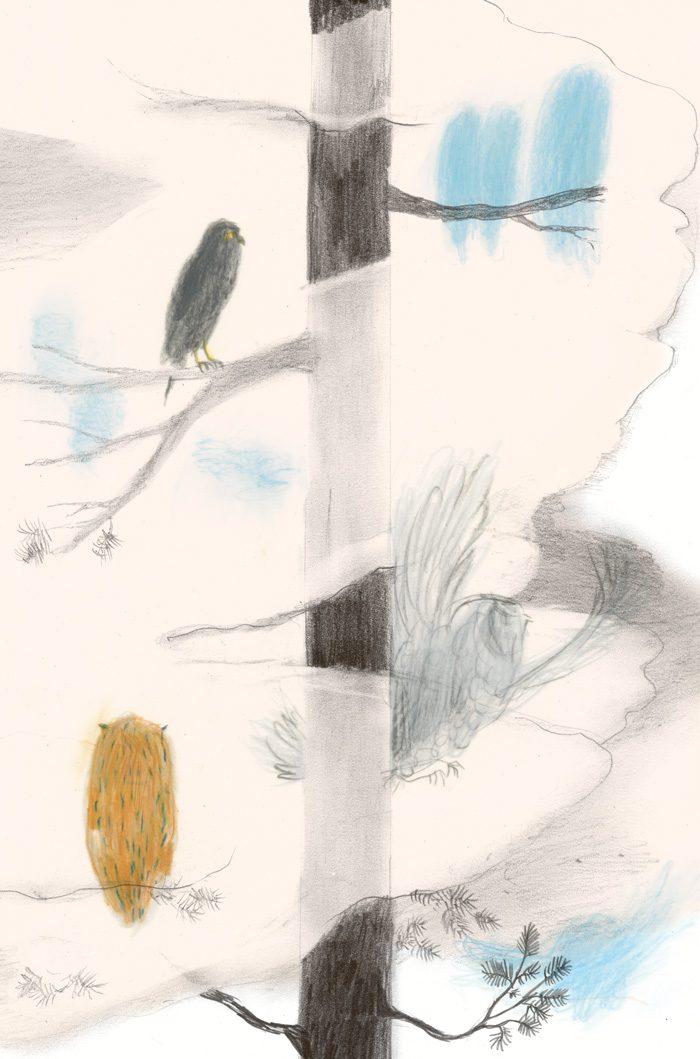 Color drawing of birds sitting on a tree